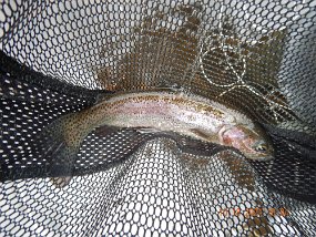 $Bald Eagle Spring10-17-2021005$ And this spot on the Mo never seems to fail. This rainbow gave me a nice fight.