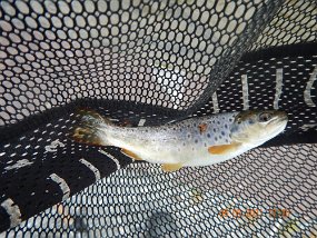 4-2021015$ And another from the same location. The fish weren't easy here....heck they weren't easy anywhere (this is Spring Creek by the way) but they were fun when they...