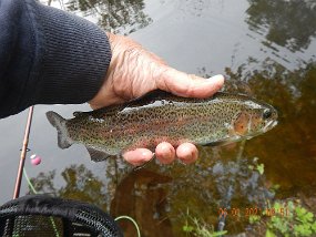 $BaldEagleSpring5-31 thru 6-3-2021039$ The following day we went to Black Moshannon. No bugs on the surface and no fish rising so, as you can see by the bobber (indicator) I went under to catch this...