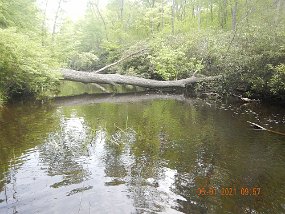 $BaldEagleSpring5-31 thru 6-3-2021043$ Better shot of the same spot. That last fish was living just under but on the other side of the log on the far side of the stream.