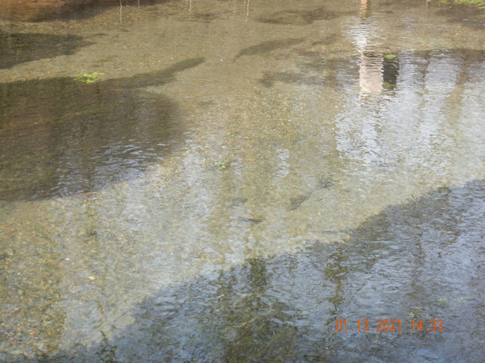 $BigSpring-1-13-2021005$ As always, this water is crystal clear.  There is a fish in the pic but it is not the obvious blotches.