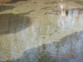 $BigSpring-1-13-2021005$ As always, this water is crystal clear. There is a fish in the pic but it is not the obvious blotches.