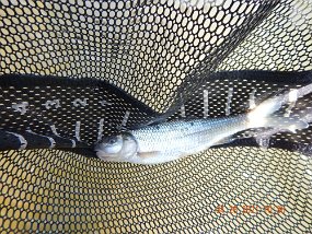 $YellowBreeches4-26-2021012$ The wind was blowing and not many fish rising (I think I saw three the entire day!) but we knew the fish were there. Then, I got this thing, not a good omen.