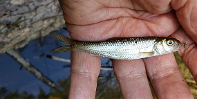 $Clarks6-29-2021005$ I did get a bunch of these tarpon. Thats a size 22 in its mouth. Couldn't keep these guys away from small flies.