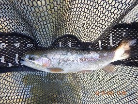 $HickoryRun4-18-2021020$ Went to pursue stockers. Got this lone rainbow below the Beltzville Dam. I'd like to get to know this water better. Plenty of fish...constant rises but only one...