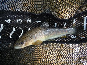 19-2021042$ Most of the fish looked really healthy and we didn't see another fisherman on the stream. Generally, hikers and dog walkers use the well worn path that runs...