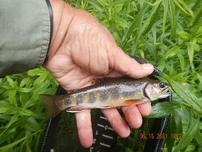 $KettleCreekValley6-12 thru 6-16-2021033$ The following day it was off to the upper Kettle where the stream is a lot smaller and even though the Brook Trout Enhancement Program no longer exists here the...