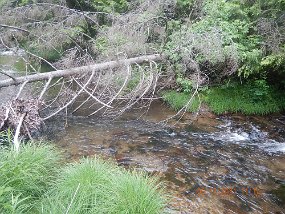 $KettleCreekValley6-12 thru 6-16-2021038$ Trees felled in this fashion don't seem to serve any purpose. Stream improvement time could have been better spent elsewhere.