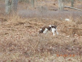 $NineO'ClockRun-1-19-2021006$ She actually looks like she hasn't forgotten anything about bird hunting. No, didn't see any birds either.