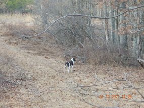 $NineO'ClockRun-1-19-2021009$ The hike in was so time consuming it left little time for fishing. Have to ride the bike in next time. Sunny didn't seem to mind the hike at all.