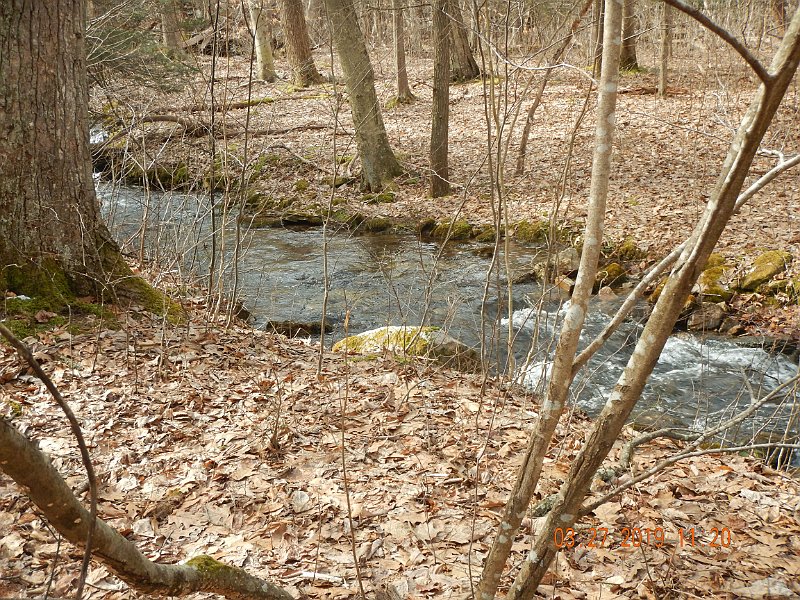 $Patterson2004$.jpg - This is an up stream look.  Downstream got really thick with beech and briars.  Tough walking and fishing.