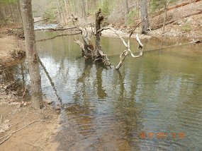 $Spectacle 4-7-2021006$ And, there was a huge trout tucked under the log. No...I didn't even try to catch it. I settled for a couple little ones further out.