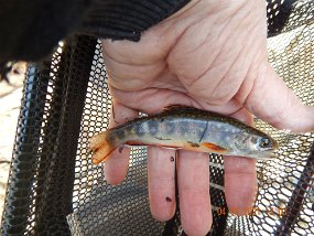 $Spectacle 4-7-2021007$ To my surprise...and delight...I did catch some streambred brookies. Why stock a stream that has so much wild trout potential???