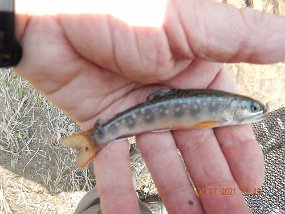 $Spectacle 4-7-2021010$ I did use a nymph or two during the morning but most of the fish were caught on dry flies.