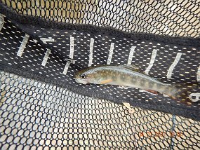 $Spectacle 4-7-2021016$ In between these brookies, I caught a bunch of little junk fish. They wouldn't leave the fly alone.