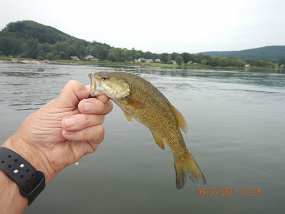 $Susquehanna8-3-2021006$ We were both catching fish. Not non stop by any means but after checking with a couple other anglers, it seemd we did pretty well.